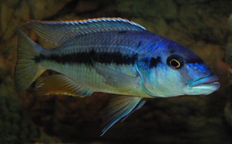 Taeniochromis holotaenia